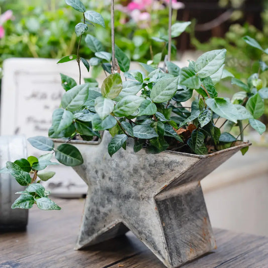 Mini pot de fleur suspendu étoile métal patiné