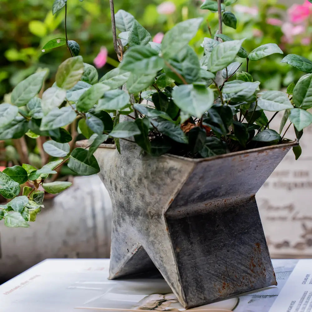 Mini pot de fleur intérieur design étoile suspendue