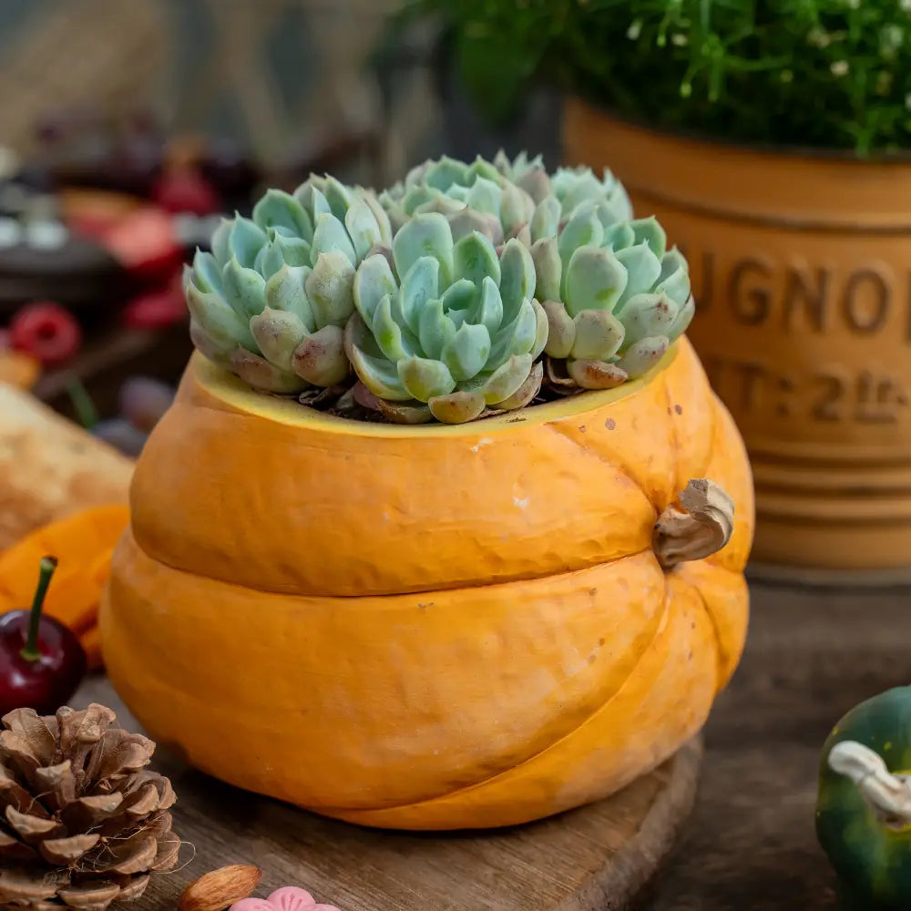 pot de fleur céramique décoratif pour jardin