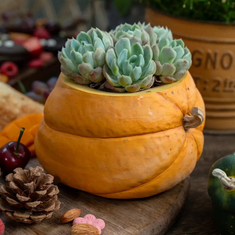 Pot de fleur céramique avec fond percé pour drainage