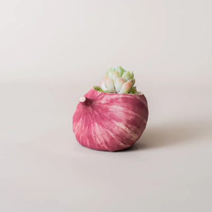 Pot de fleur en céramique avec un succulent, faisant partie de la collection Fruits & Légumes 1.