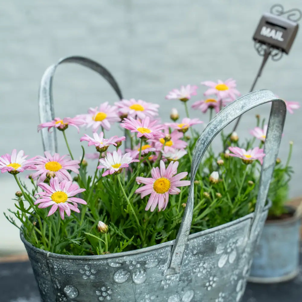 Pot de fleur en suspension avec des fleurs roses dans un panier en métal vieilli décoratif.