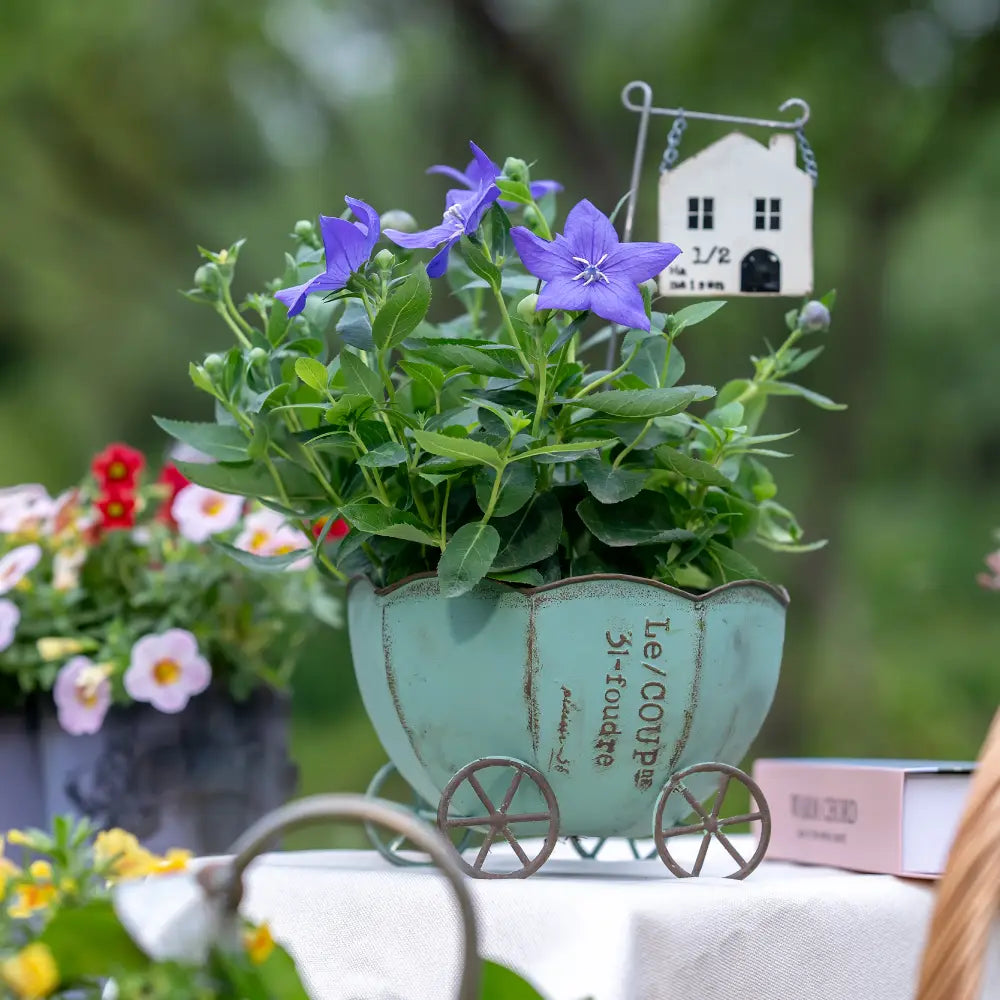 Pot de fleur intérieur vert pastel noir blanc vieilli
