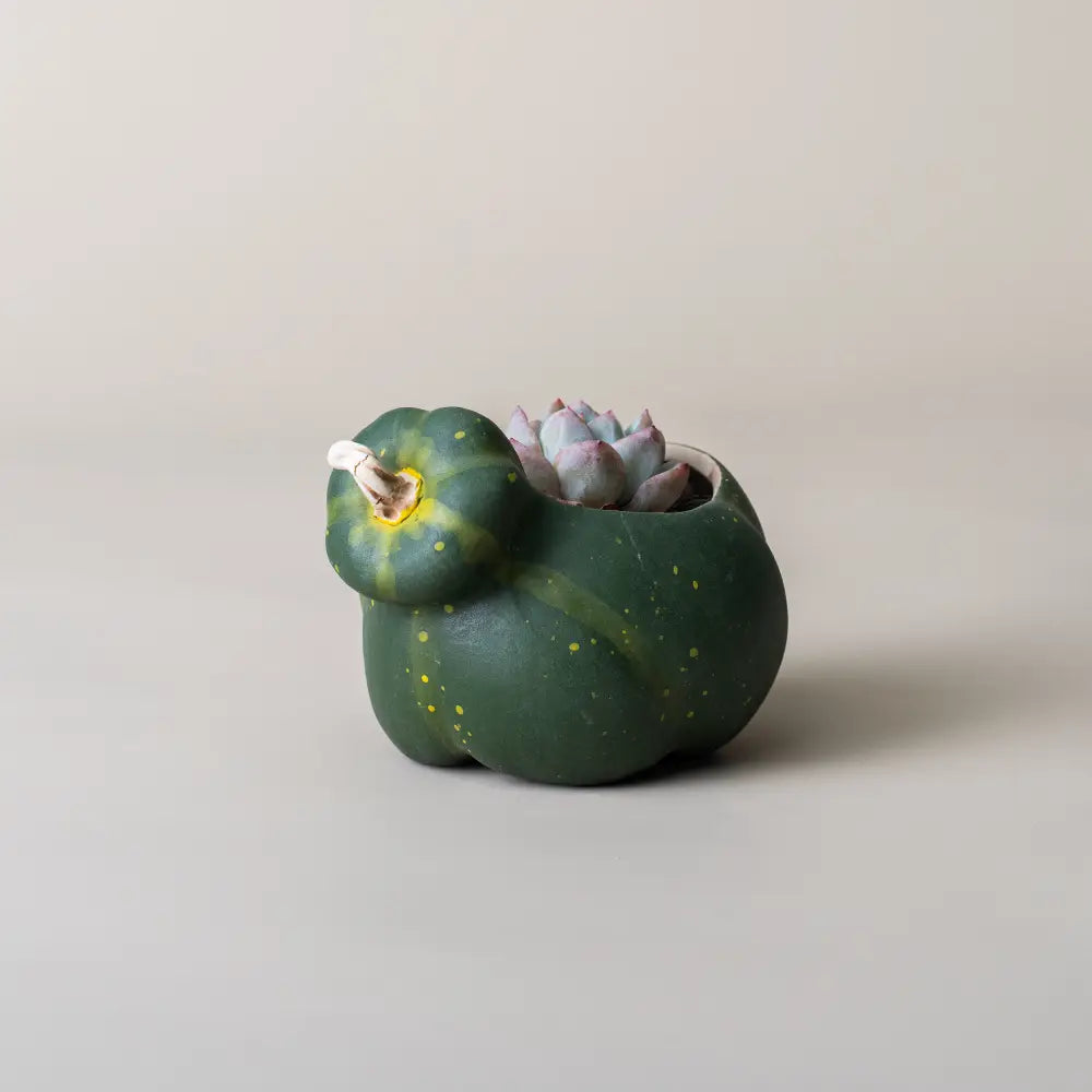 Pot de fleur intérieur en forme de potiron vert avec une plante succulente à l'intérieur.