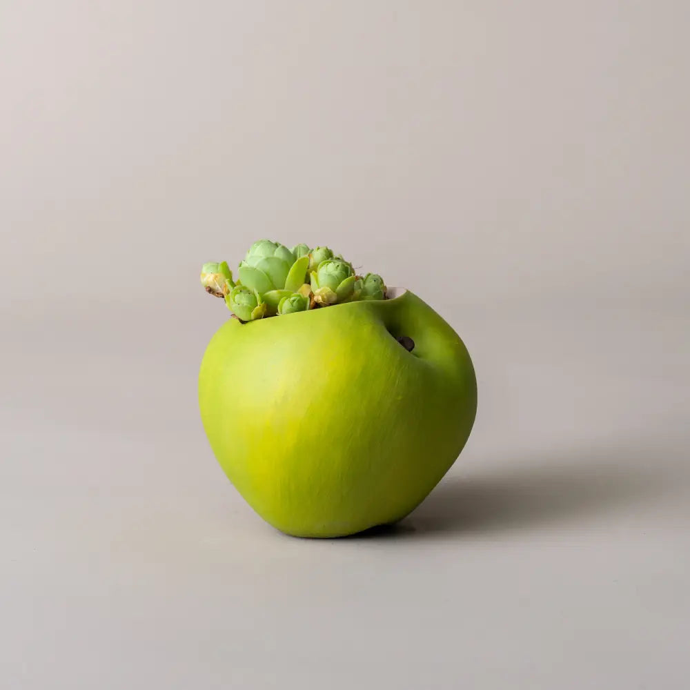 déco pot de fleur extérieur balcon fruits et légumes