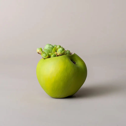 déco pot de fleur extérieur balcon fruits et légumes