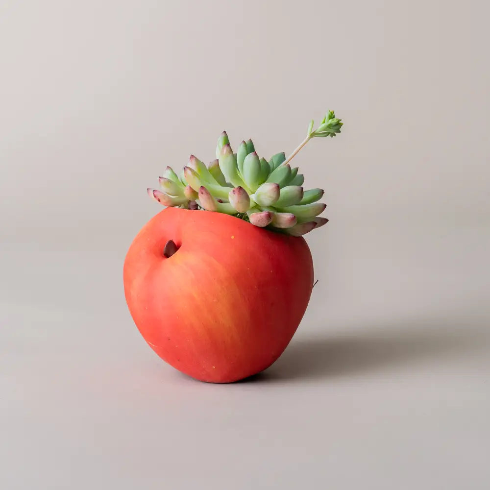 Pot de fleur intérieur avec succulente, design original de la collection Fruits & Légumes Mini.