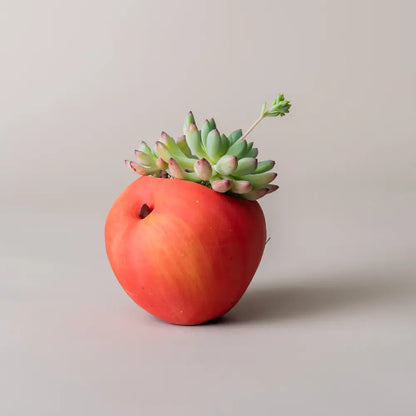 Pot de fleur intérieur avec succulente, design original de la collection Fruits & Légumes Mini.