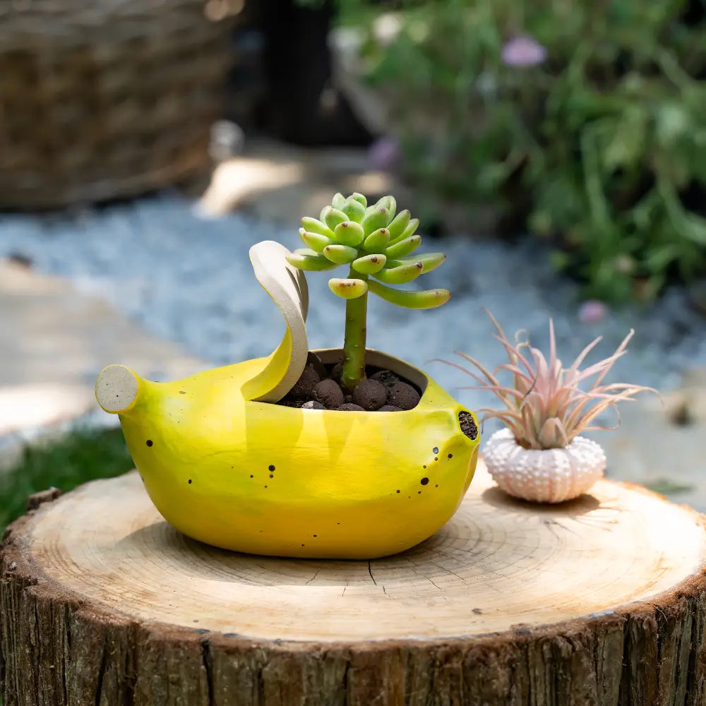 Mini pot de fleur intérieur design original, adapté aux plantes grasses et à la décoration moderne.