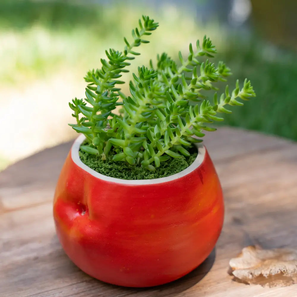 Petit pot de fleur intérieur pratique et décoratif, idéal pour égayer un espace de vie ou de travail.