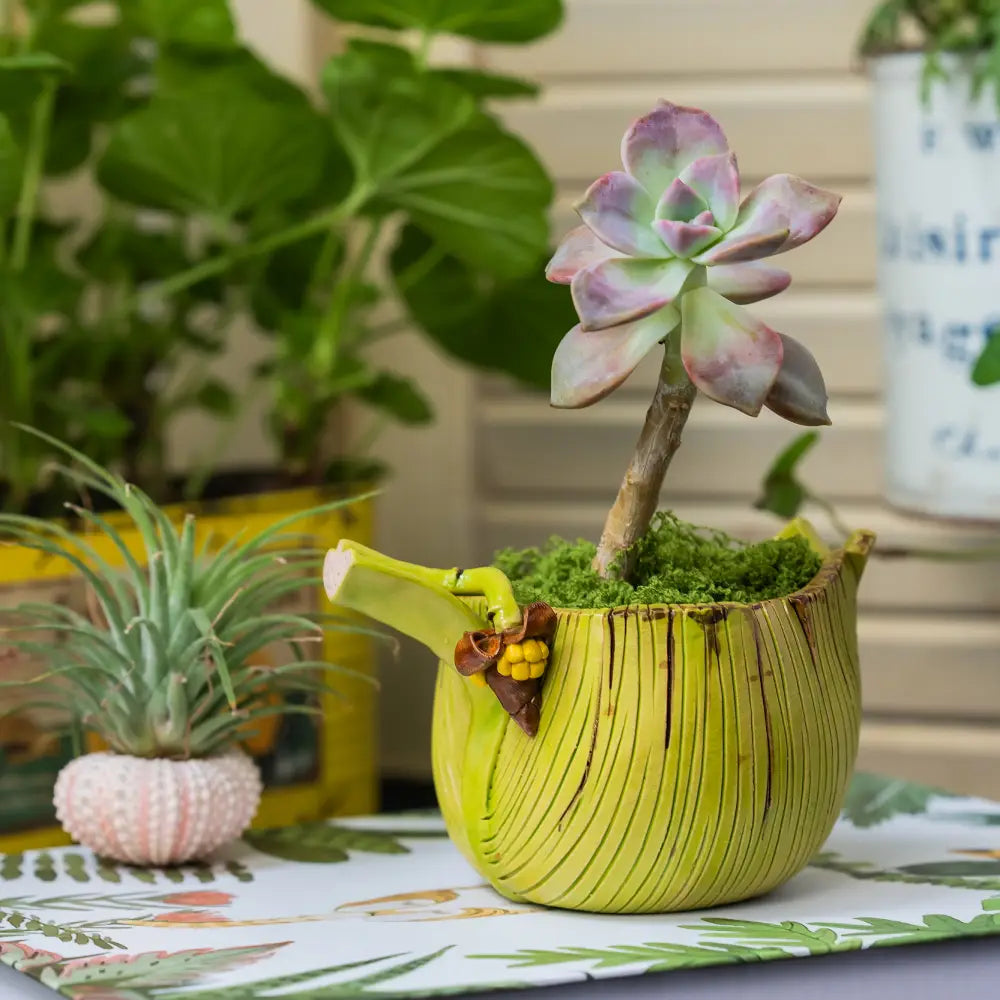 Pot de fleur jaune – Jardinière feuille de bananier artisanale en céramique avec plante succulente.