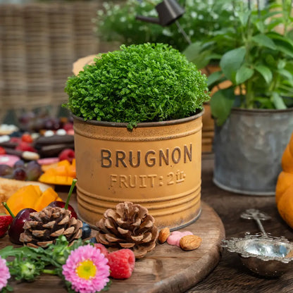 Lot de deux petit pot de fleur jaune moutarde, inspirés des anciennes boîtes à fruits vintage, déco originale garantie.