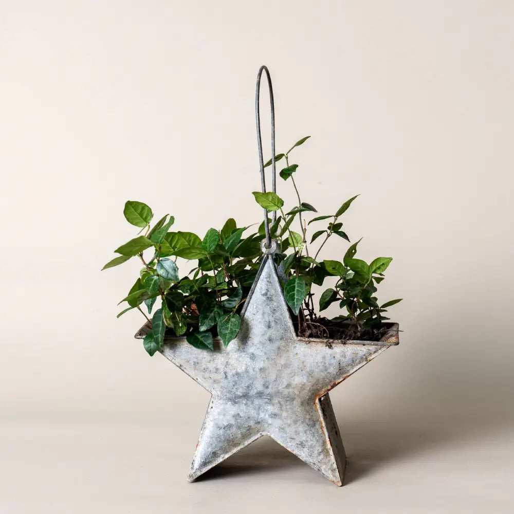 mini pot de fleur étoile suspendue en métal