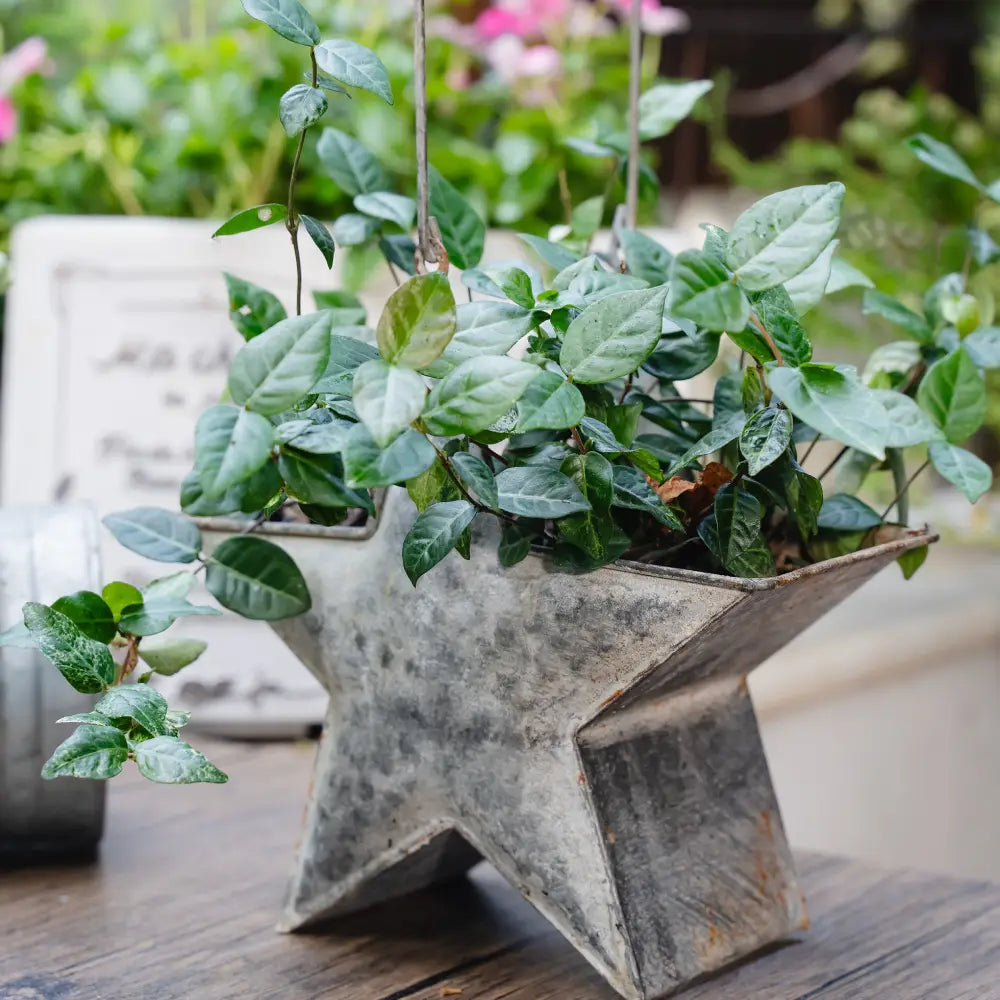 Mini pot de fleur suspendu étoile métal patiné