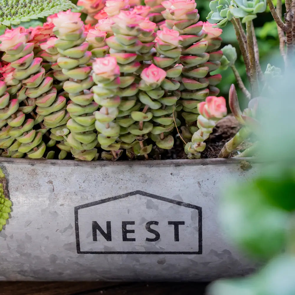 Pot de fleurs moderne en métal tubulaire design NEST avec plantes succulentes colorées.